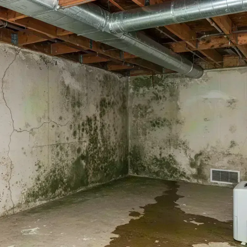 Professional Mold Removal in Fremont County, CO